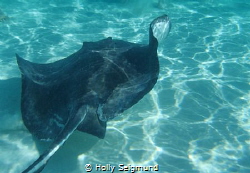 Taken at Stingray City off Grand Cayman Island. by Holly Seigmund 